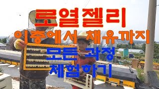 윙윙 양봉)19년 6월 8일_로열젤리, 이충에서 채유까지 모든 과정 체험하기