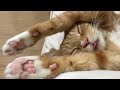 😂 Funniest Cats and Dogs Videos 😺🐶 || 🥰😹 Hilarious Animal Compilation №543