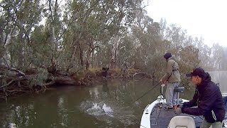 Surface Murray cod