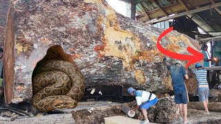 Sawmilling Reveals Unexpected Things When Cutting!