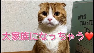 【家族】YouTubeの皆さんにご報告!!新しい家族が増えましたwみかん猫は戸惑ってます【scottishfold】 introduce a new family