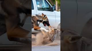 Brutal Fight With Dog vs Jackal 🔥😱🐶 #animals #doglover #nature #funny #dog #jackal #shorts