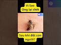 Vì sao ong lại chết sau khi đốt? #facts #moingaymotkienthuc #kienthucthuvi #bee