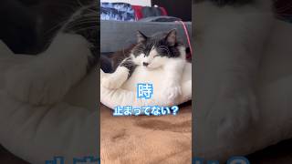 時止まってない？両手を伸ばして寝る猫が可愛すぎた🤣#shorts #猫 #おもしろい #cat #動物