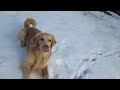 雪の中でもナイスキャッチ！ゴールデンレトリバーgoldenretriever