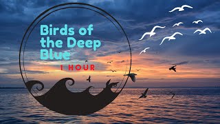 1 HOUR Birds of the Ocean Relax and Unwind