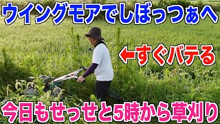 【草刈り】ウイングモアでしぼっつぁの田んぼを刈る 30代米作り奮闘記#393