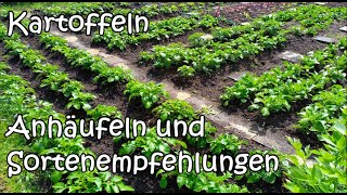 Kartoffeln - Anhäufeln und Sortenempfehlungen