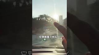 真正的吸猫神器——软顶敞篷车！冬暖解决了，你猜猜夏天它会去哪里凉？