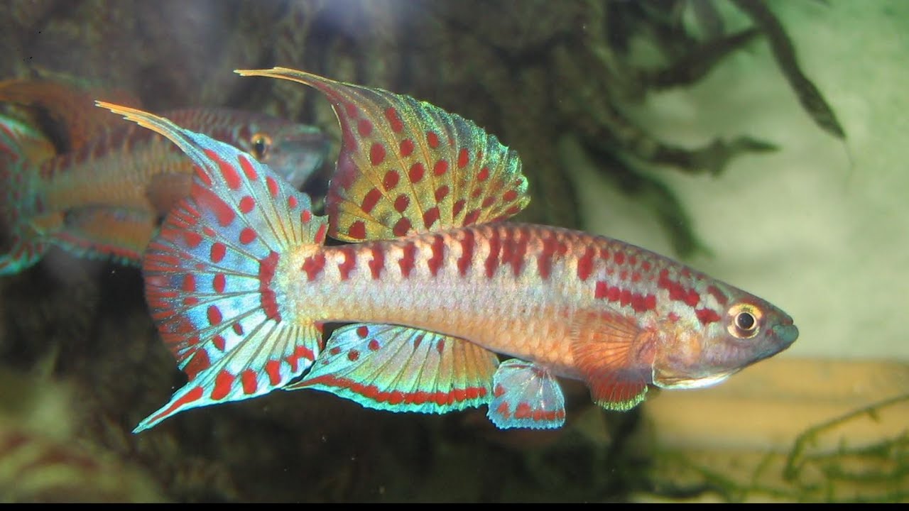 Something Rare Something Beautiful New Fish Tour Youtube