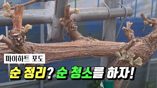 빨간 샤인머스켓, 마이하트 포도 순 정리? 순 청소! [기분좋은농부TV/맛있는 마이하트 만들기]