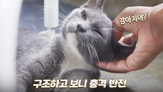 구조한 게 고양이인 줄 알았더니 강아지네... | 코코의 애교 | 쫀니와 쪼꼬미들 | 🏝️베베집사 제주살이