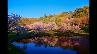 8K HDR 新潟 長岡 悠久山公園の桜 Niigata,Sakura at Nagaoka Yukyuzan Park