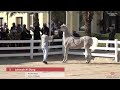 Kuwait Arabian Horse Tour 2023   Al Sharg Stud & Al Rayah Stud