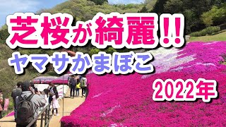 満開の芝桜と言えば…姫路 ヤマサ蒲鉾 2022 芝桜の小道