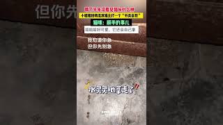 12月2日，安徽（發布）小姐姐投喂流浪貓主打一個“外賣自取”，貓咪：順手的事兒，網友：喂了半年沒看見貓長什么樣#流浪貓 #投喂 #貓咪