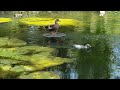 Las algas invaden la Isleta de los Patos del parque María Luisa de Sevilla