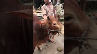 Qurbani Cow Vlog | Latest Cow Haat News Chittagong | চট্টগ্রামে জমে উঠেছে কোরবানির পশুর হাট | Live