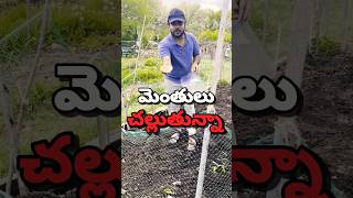 కెనడాలోని 🍁 మన పొలం లో మెంతులు వేస్తున్నా|Planting Dill Seeds in Toronto#dill#seeds#telugu#farmer