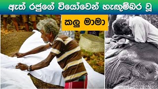 කලු මාමා තනිකර යන ඇත් රජුනි, ඔබට නිවන් සුව ලැබේවා ! Kalu Mama Nadungamuwe Raja Passed Away