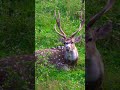 chital seen in a meadow in summer shorts wildlife