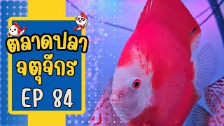 ทัวร์โซนห้องเช่า และลานเร่ วันที่ 14 ก.พ. 67 | ตลาดปลาจตุจักร EP 84