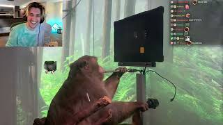 xQc Cries Laughing watching a Monkey play MindPong