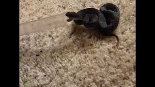 Venomous Viper is Very Irritated || ViralHog
