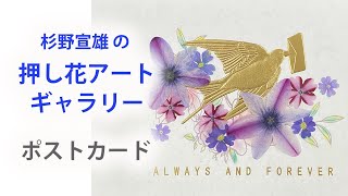 杉野宣雄の押し花アートギャラリー　ポストカード