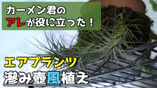 【人気観葉植物を楽しむ】エアプランツを素焼き鉢に着生させたい！【チランジアの育て方】【カーメン君の苔玉】