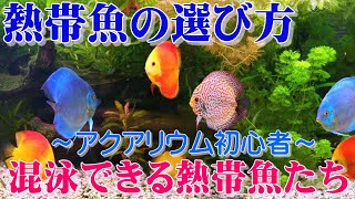 【熱帯魚の選び方】アクアリウム初心者へ。混泳できる熱帯魚種とは