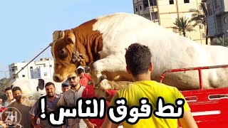 العجل بهدل العربيه وطاح في الناس \