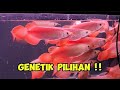 GENETIK PILIHAN !!