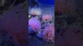 【ウチウラタコアシサンゴ】大洗水族館🪸