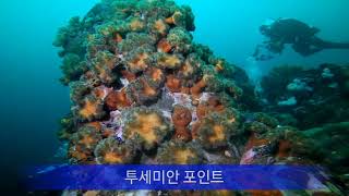 #바다 #scubadiving #스킨스쿠버