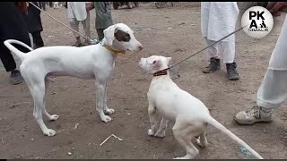 Kohat Dogs Market Latest Video 27-02-22 | Part 2 | Kohati gultair | bully dog | Pk Animals