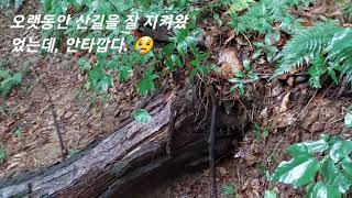 어쩌다 반려산책중