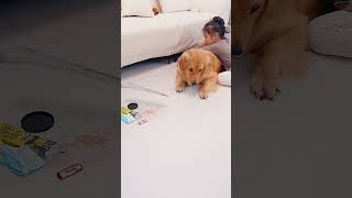 金毛的心眼子真多Dogs have so many ulterior motives #goldenretriever #pets #puppy