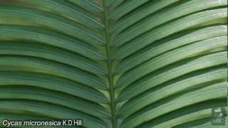 Michael Calonje Introduces the Cycad Collection at Montgomery Botanical Center (MBC).