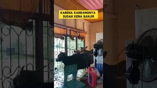 ketika sapi dimasukin ke dalam rumah karena banjir besar ‼️‼️ #banjir #sapi #musibah #bencanaalam