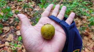 तेंदू का फल मीठा ही मीठा | Tendu | Diospyros tomentosa @kalyansinghmehra