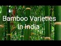 bamboo varities in India