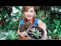 echeveria black prince how to care gee channel official