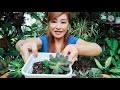 echeveria black prince how to care gee channel official