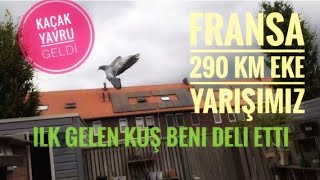 EKE POSTA GUVERCINLERIMIN 290 KM FRANSA YARIŞI KENDI ADIMA BERBAT GECTI RACING PIGEONS