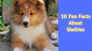 10 Fun Facts About Shelties