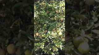 Amazing oranges 😀✌️👌#short#video#