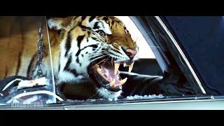 The Hangover (2009) - Tiger in the Car Scene