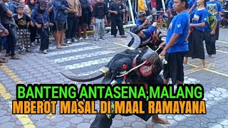 Seni Bantengan ANTASENA Malang MBEROT MASAL Di Maal Sidoarjo