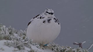 吹雪の中 雷鳥はひたすら食べ、排便す